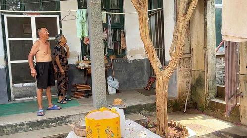 国产老头树在线,探寻古老树种的传奇与魅力