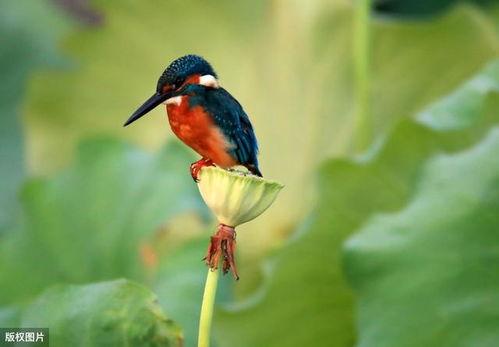 国产电视剧翠鸟在线观看,探寻自然之美，共赏生态传奇