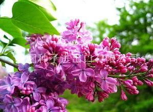 丁香六月国产在线欧美